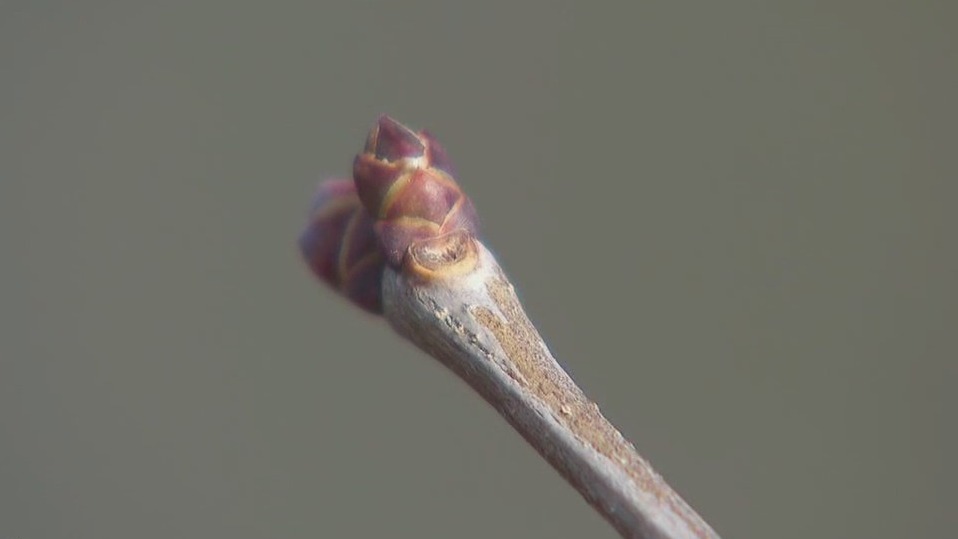 Protecting plants amid warm MN winter