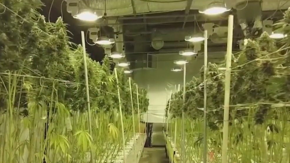 Osseo looks to create city-owned cannabis dispensary