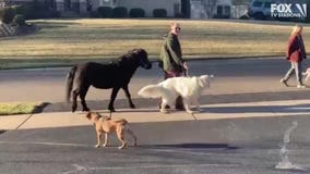 Horse being walked like a dog on warm MN day