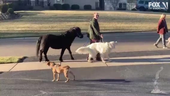 Horse being walked like a dog on warm MN day