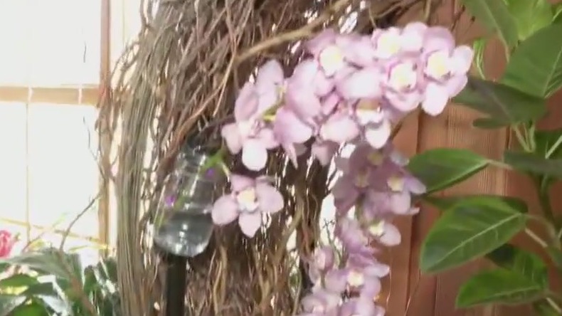 Spring Flower Show at the Arb