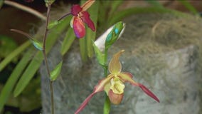 Spring is in bloom at the Arboretum