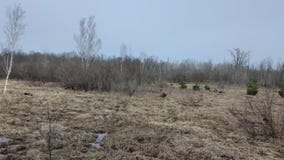 Minnesota DNR tree nursery program