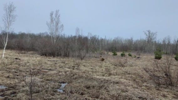 Minnesota DNR tree nursery program