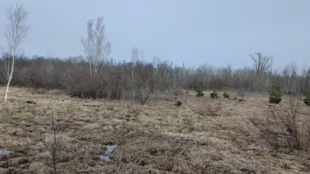 Minnesota DNR tree nursery program