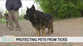 Protecting man's best friend from unwelcome summer friends: ticks