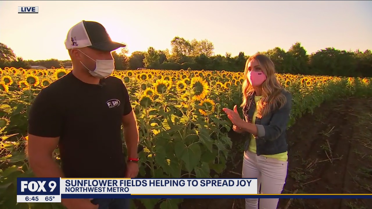 Sunflower fields in bloom in Northwest Metro