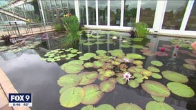 Floating beauty: Dale K explores Como's water gardens