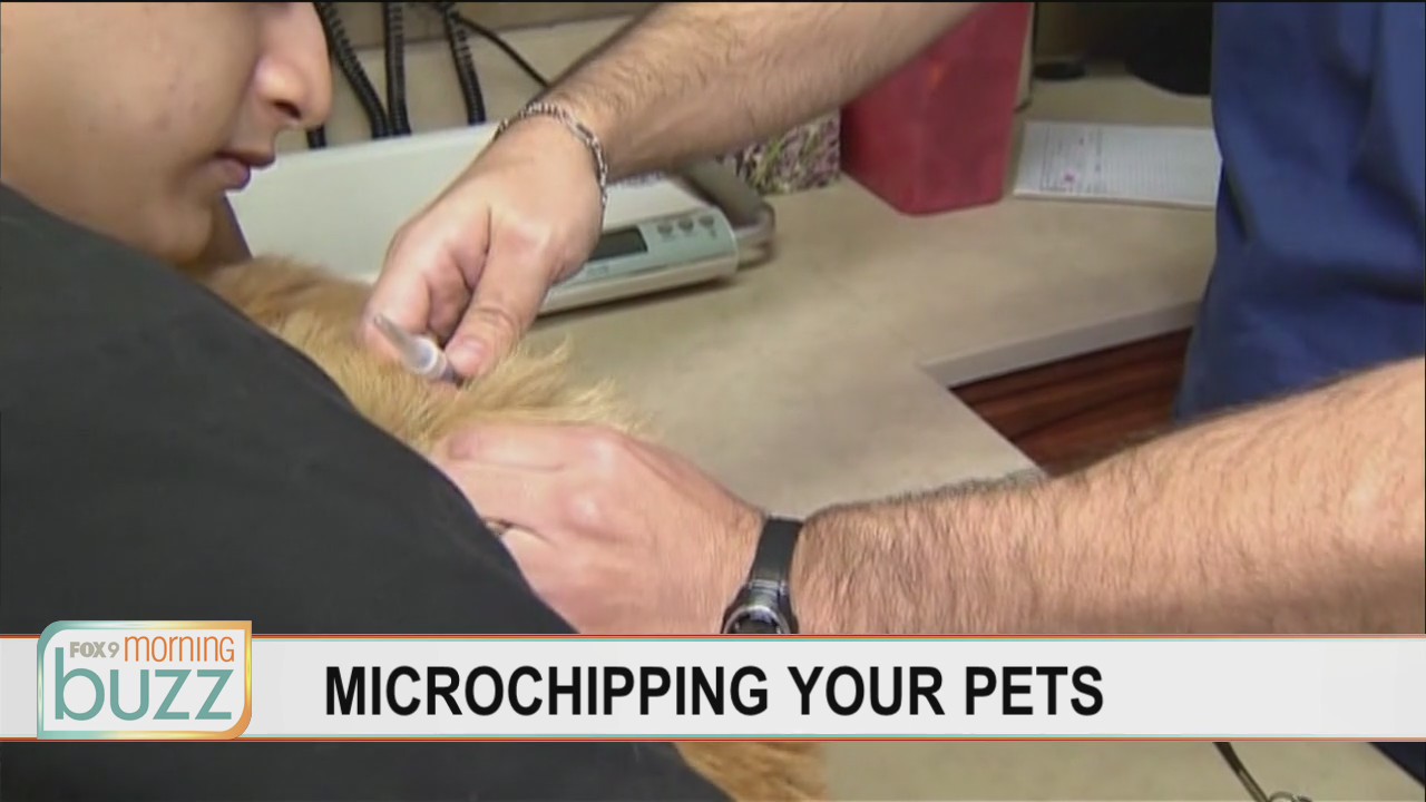 What pet owners need to remember about their furry friends with microchips