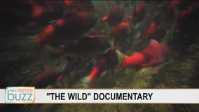 Protecting a species: New documentary on Alaskan Sockeye Salmon