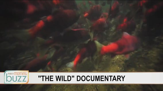 Protecting a species: New documentary on Alaskan Sockeye Salmon