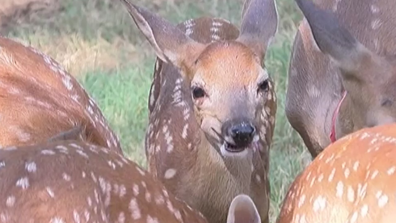 Group rehabilitating fawns, opossums and fawns