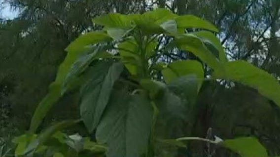 Sustainable Food Center: Herbs