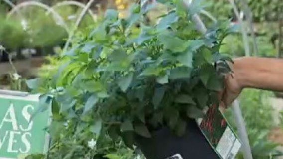 Your Garden: Pruning roses and perennials