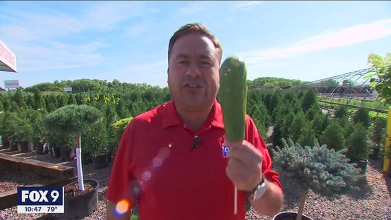 Garden Guy Dale K shares his favorite plants "on a stick"