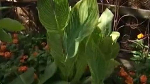 Your Garden: Tropical Plants