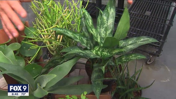 Best back to school plants to help create calming environments