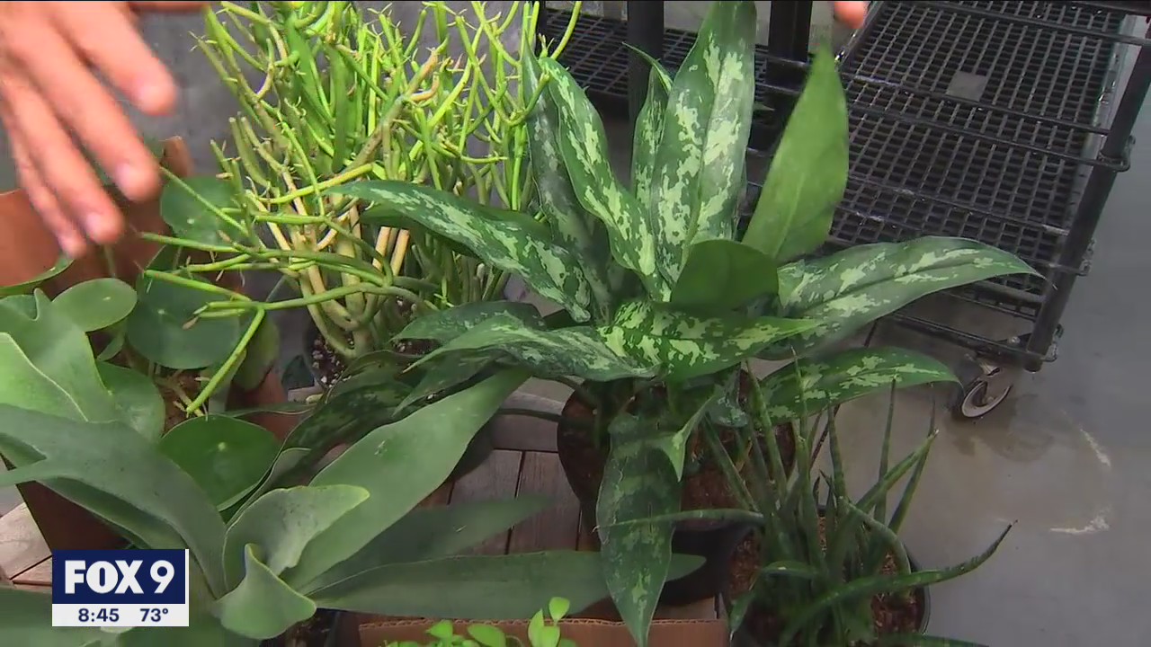 Best back to school plants to help create calming environments