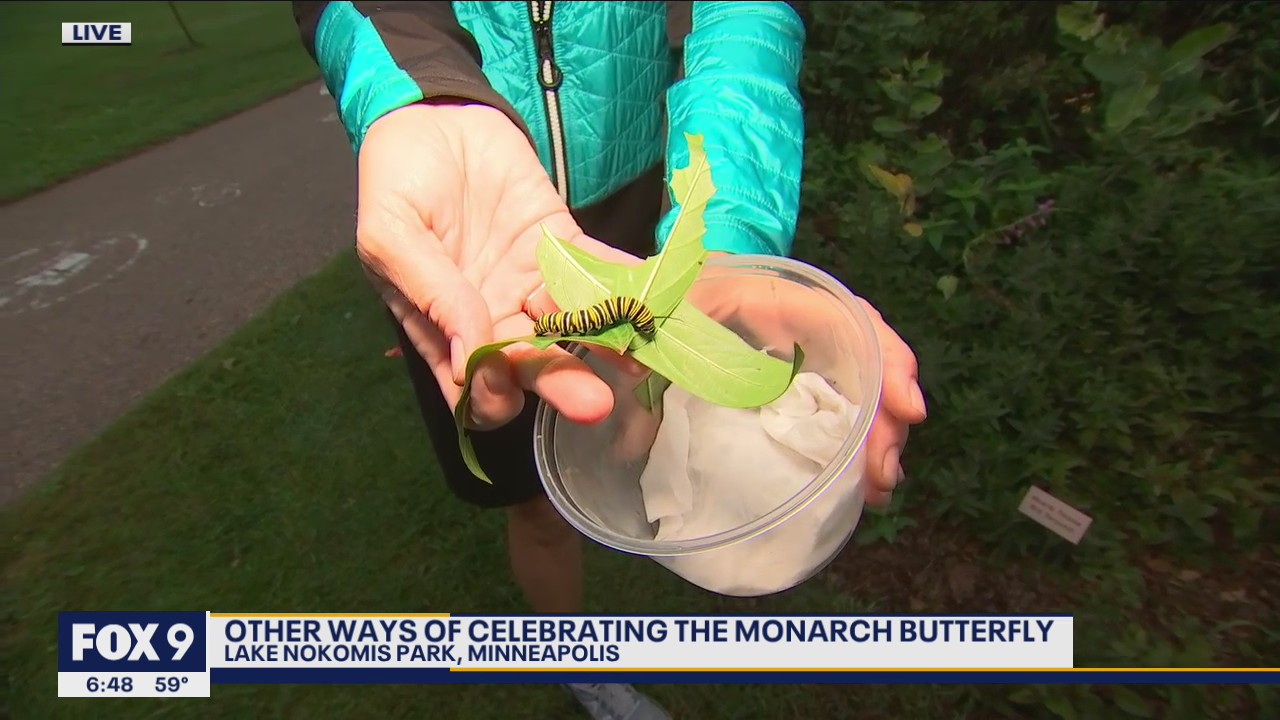 Monarch butterflies begin migration south