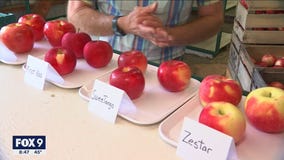 Finding the perfect apple - U of M apple expert on his early season favorites