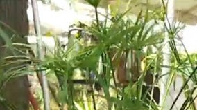 Your Garden: Rain Garden Plants