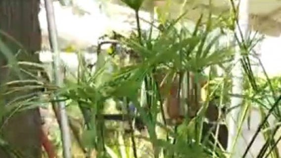 Your Garden: Rain Garden Plants