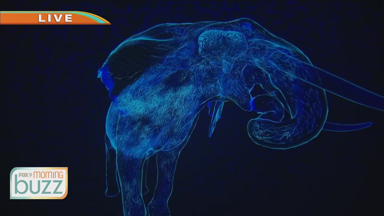 Bell Museum unveils planetarium show that takes you inside the brain