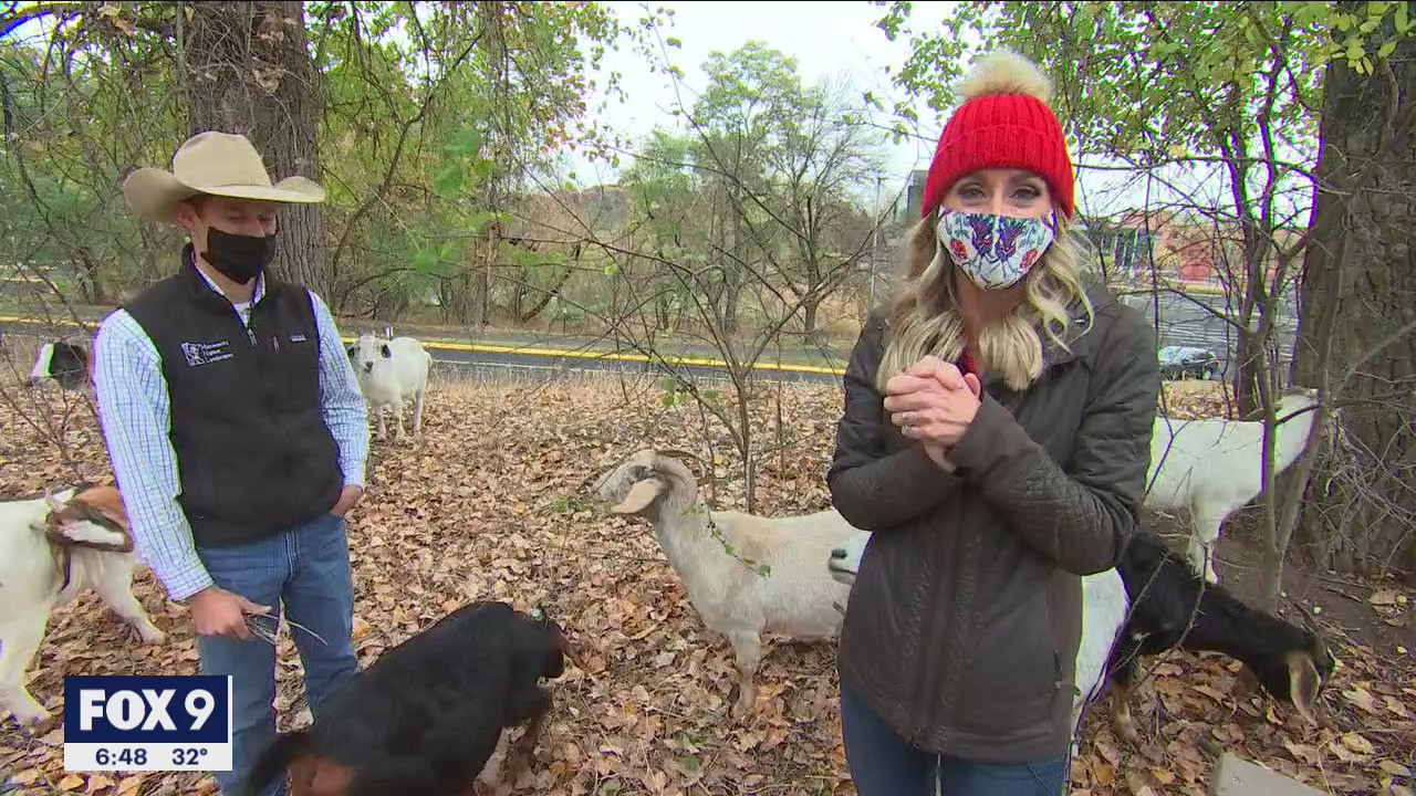 Goats clean up Normandale Community College trails
