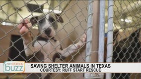Ruff Start Rescue working to save dogs from Texas