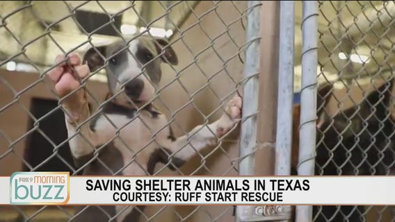 Ruff Start Rescue working to save dogs from Texas