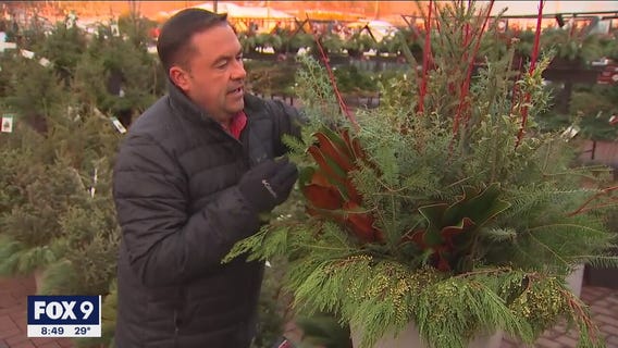Adding pops of color to your outdoor winter garden