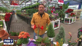 Brighten up your home for the holidays with the perfect plants