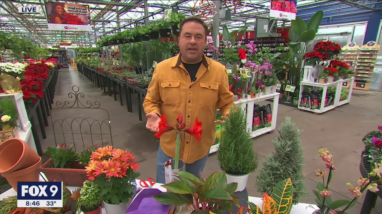 Brighten up your home for the holidays with the perfect plants