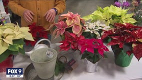 Decorating with Holiday Poinsettias