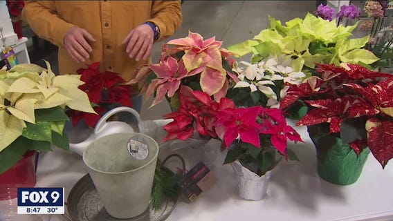 Decorating with Holiday Poinsettias