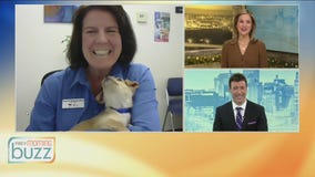 Thinking of gifting a puppy for Christmas? The serious pros and cons to consider