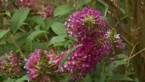 Your Garden: Bee Friendly Yard