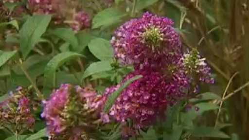 Your Garden: Bee Friendly Yard