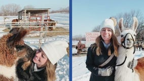 From llamas to frozen waterfalls - Five ideas to keep you busy this winter