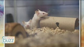 Mice up for adoption - Animal Humane Society on why the small critters make great pets