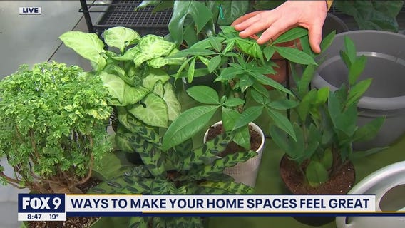 Ways to make your home spaces feel great with Garden Guy Dale K