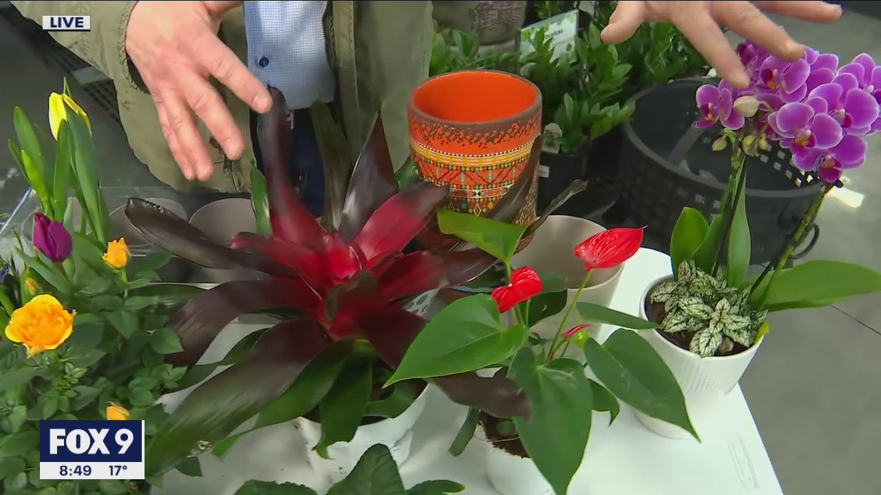 Bringing the great outdoors indoors with Garden Guy Dale K