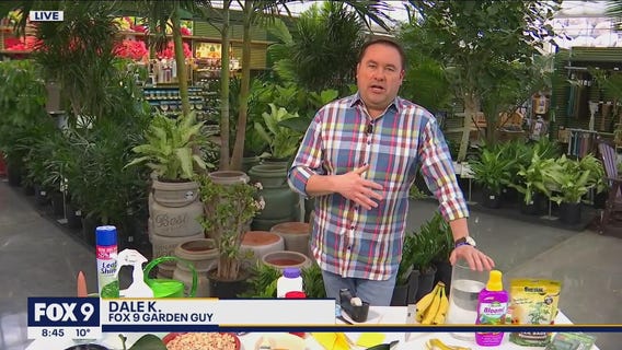 The key tools you need to take care of your house plants