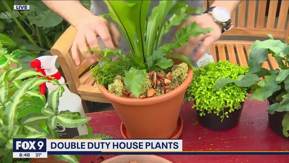Double duty house plants -- how to keep your ferns happy