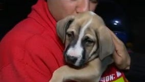 Harvey rescue animals headed to Seattle