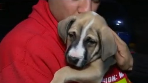 Harvey rescue animals headed to Seattle