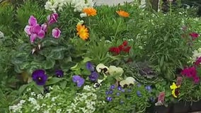 Your Garden: Fall and winter flowers