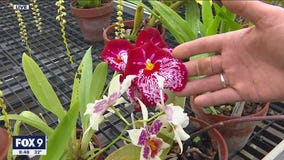 All about orchids - Dale K introduces us to this amazing family of plants