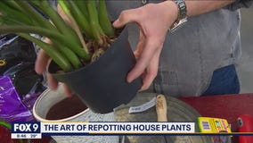 Don't panic about repotting - Garden Guy Dale K shares his tips & tricks