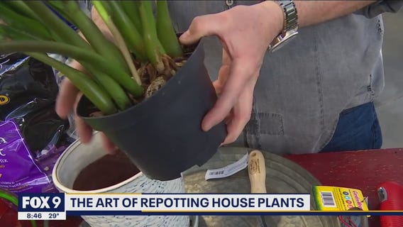 Don't panic about repotting - Garden Guy Dale K shares his tips & tricks